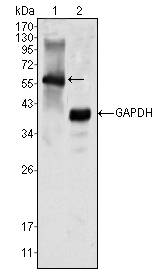 Western Blot analysis using Lsk Monoclonal Antibody against K562 cell lysate (1)