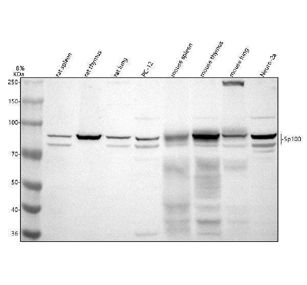 a02051 1 sp100 primary antibodies wb testing 1