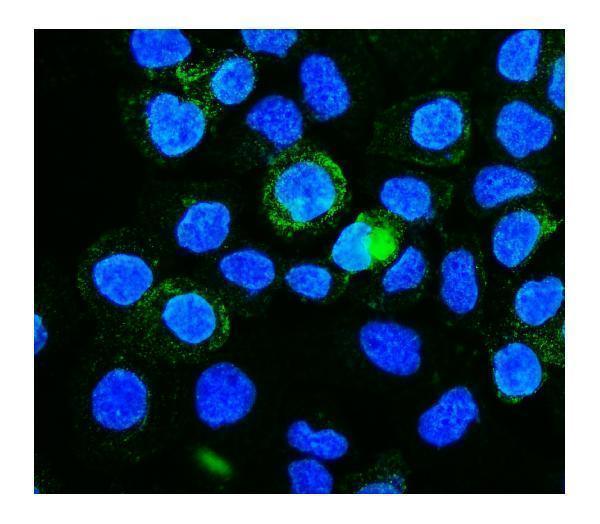 a02053 1 picalm primary antibodies icc testing 3
