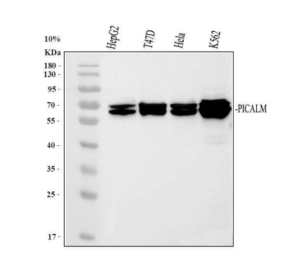 Western blot analysis of PICALM using anti-PICALM antibody (A02053-1)