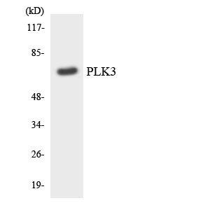 a02054 1 plk3 primary antibodies wb testing 1