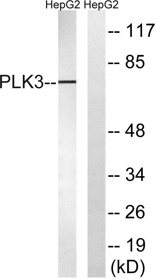 a02054 1 plk3 primary antibodies wb testing 3