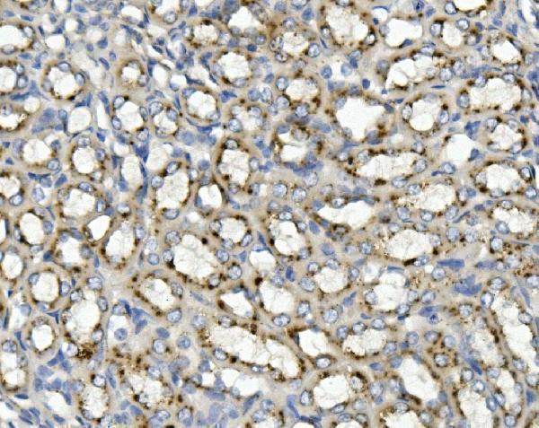 a02055 1 asah1 primary antibodies ihc testing 5