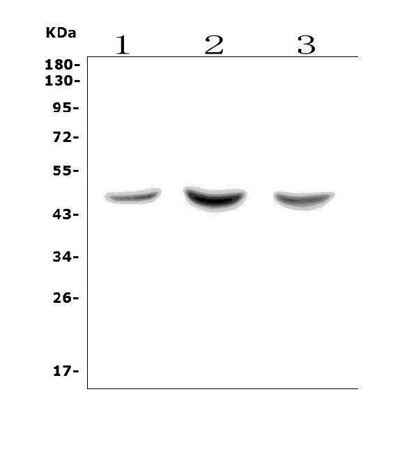 a02055 1 asah1 primary antibodies wb testing 1