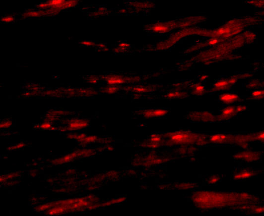 a02055 asah1 primary antibodies if testing 3