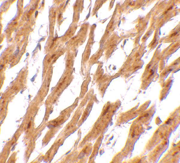 a02055 asah1 primary antibodies ihc testing 2