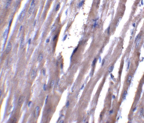 a02055 asah1 primary antibodies ihc testing 4