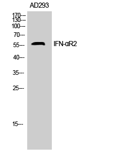 a02056 1 ifnar2 primary antibodies wb testing 2