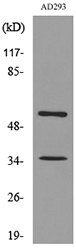 a02056 1 ifnar2 primary antibodies wb testing 3