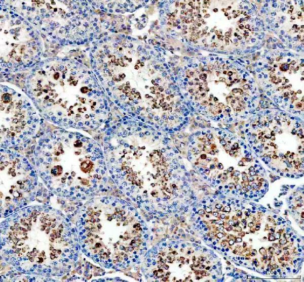 a02059 1 gpx4 primary antibodies ihc testing 2