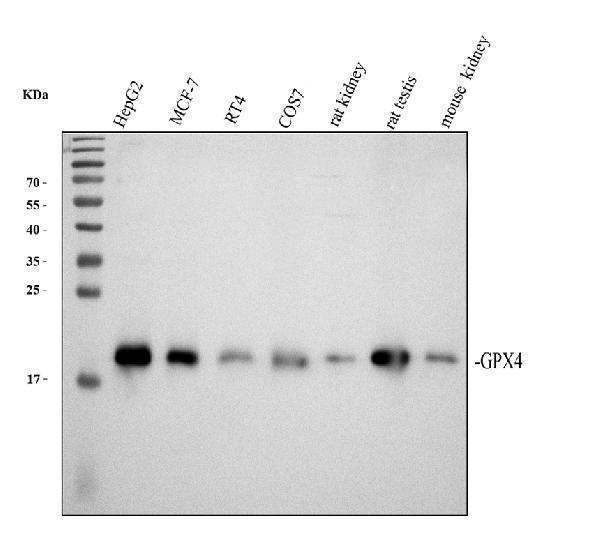 a02059 1 gpx4 primary antibodies wb testing 1_1