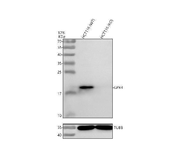 a02059 1 gpx4 primary antibodies wb testing 2