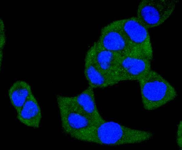 ICC staining A-RAF in Hela cells (green)