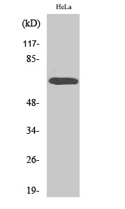 Western Blot analysis of various cells using A-Raf Polyclonal Antibody