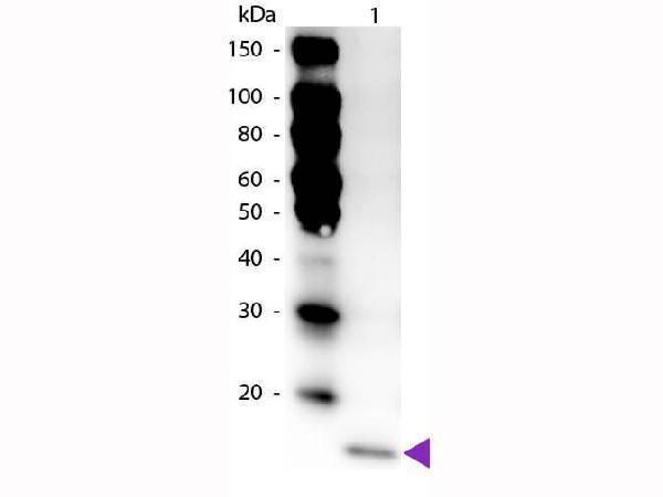 Western Blot of Peroxidase Conjugated Rabbit anti-IL-17F antibody