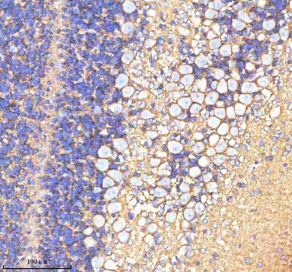  IHC analysis of ATP1A2 using anti-ATP1A2 antibody (A02064-1)