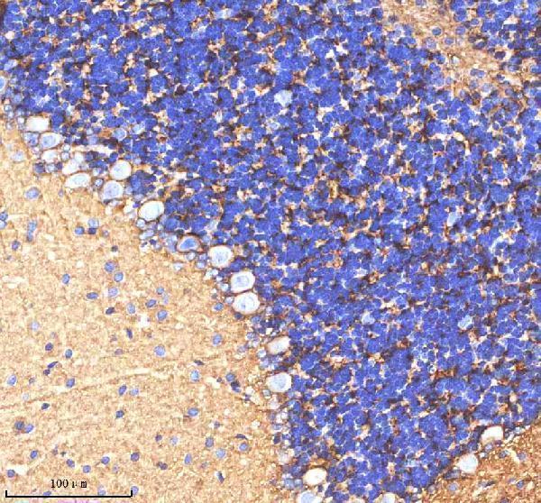 a02064 1 atp1a2 primary antibodies ihc testing 4