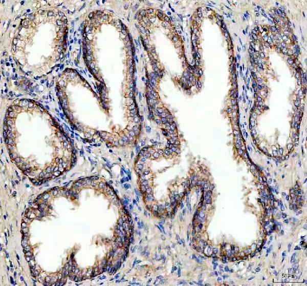 a02064 1 atp1a2 primary antibodies ihc testing 5