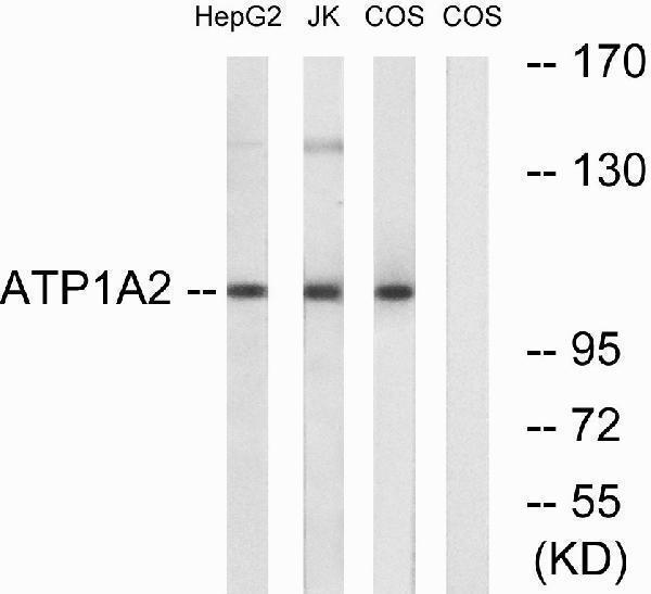 Western blot analysis of lysates from COS7 cells, HepG2 cells, and Jurkat cells, using ATP1A2 Antibody