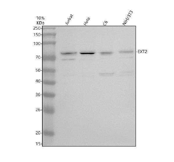 Western blot analysis of EXT2 using anti-EXT2 antibody (A02065-2)