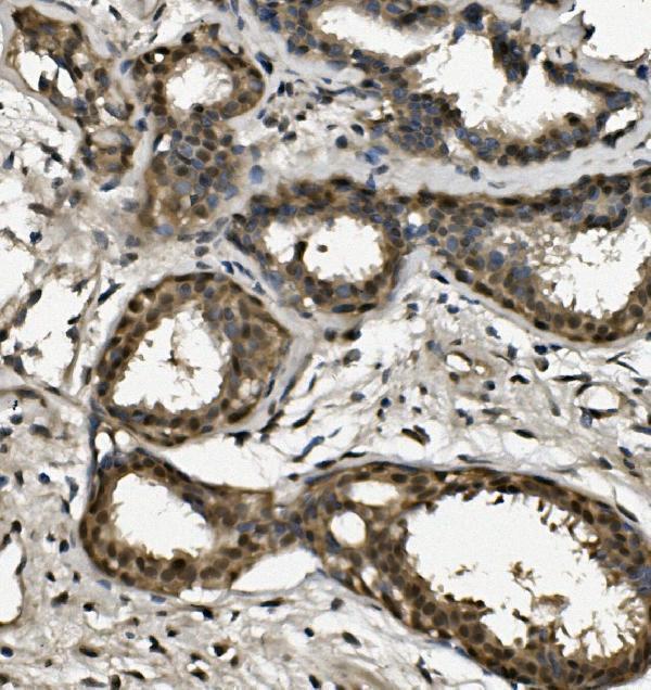 a02067 1 rpa2 primary antibodies ihc testing 2