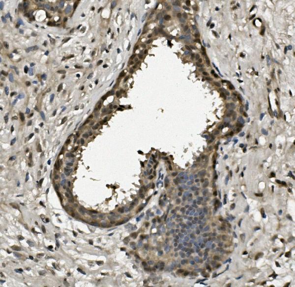 a02067 1 rpa2 primary antibodies ihc testing 3