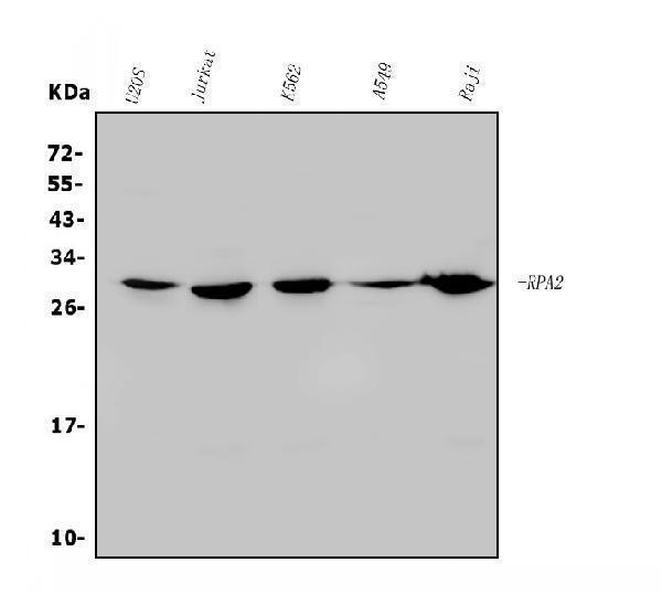 a02067 1 rpa2 primary antibodies wb testing 1