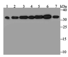 a02067 rpa2 primary antiboties wb testing 1