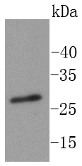a02067t21 rpa2 primary antiboties wb testing 1
