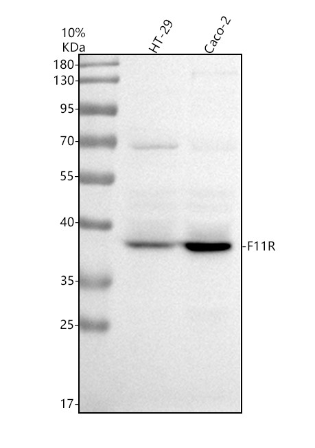 a02068 2 f11r primary antibodies wb testing 2
