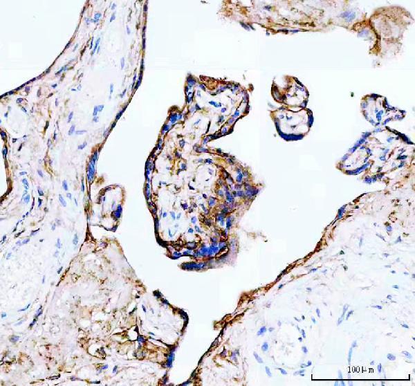  IHC analysis of JAM-A/F11R using anti-JAM-A/F11R antibody (A02068-3)