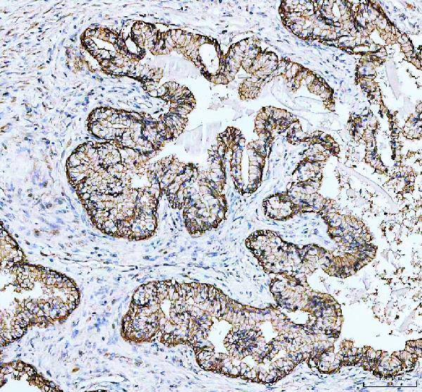  IHC analysis of JAM-A/F11R using anti-JAM-A/F11R antibody (A02068-3)