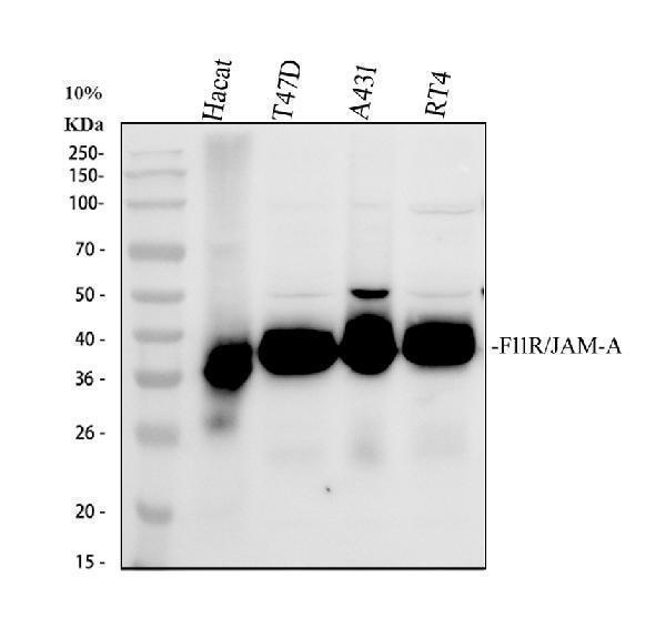  Western blot analysis of JAM-A/F11R using anti-JAM-A/F11R antibody (A02068-3)