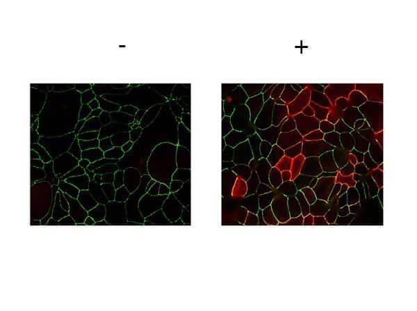 a02068 f11r primary antibodies if testing 1_1