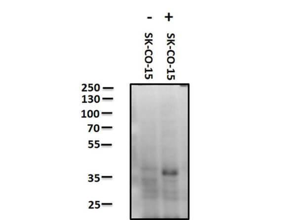 a02068 f11r primary antibodies wb testing 2_1
