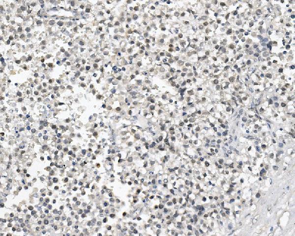 a02069 2 dazl primary antibodies ihc testing 2