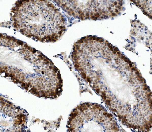 a02069 2 dazl primary antibodies ihc testing 3