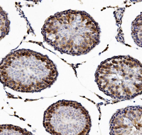 a02069 2 dazl primary antibodies ihc testing 4