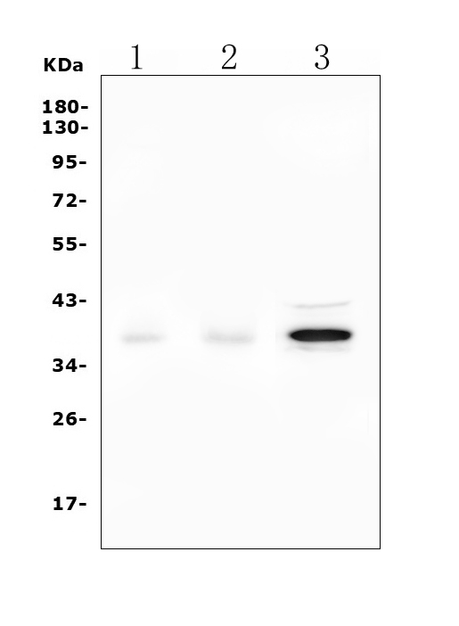 a02069 2 dazl primary antibodies wb testing 1
