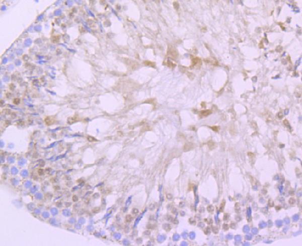 Immunohistochemical analysis of paraffin-embedded rat testes tissue using anti-DAZL antibody
