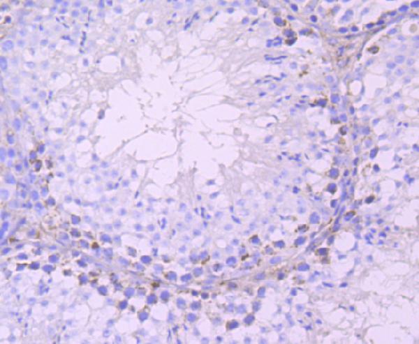Immunohistochemical analysis of paraffin-embedded mouse testes tissue using anti-DAZL antibody