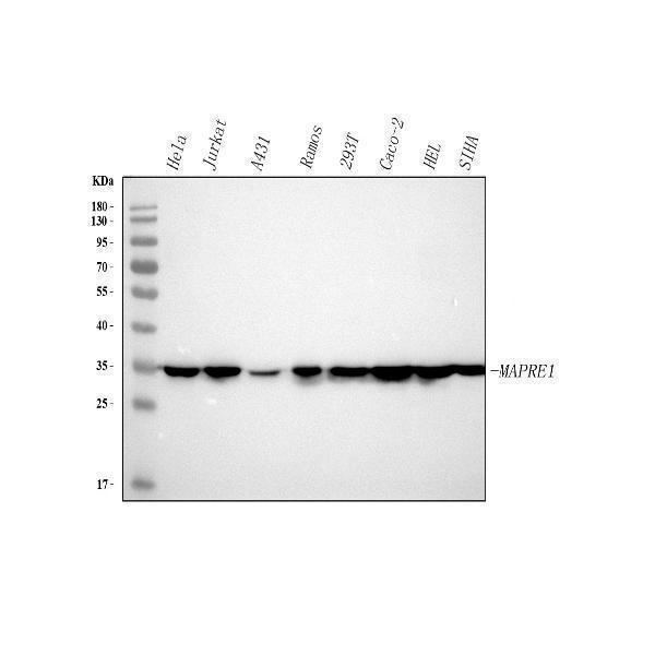  Western blot analysis of EB1/MAPRE1 using anti-EB1/MAPRE1 antibody (A02070-1)