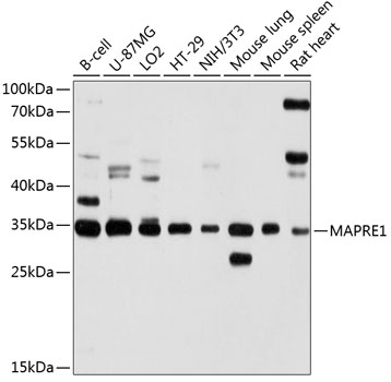 Western blot analysis of extracts of various cell lines, using MAPRE1 antibody  at 1:1000 dilution