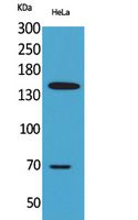 Western Blot analysis of HeLa cells using CD42b Polyclonal Antibody