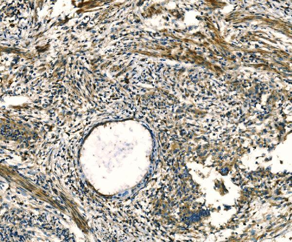 a02075 1 apln primary antibodies ihc testing 1