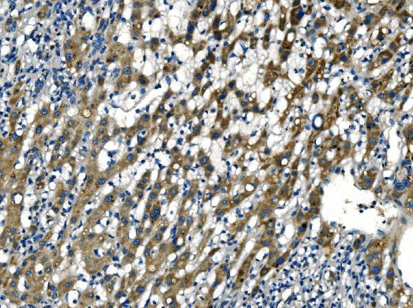 a02075 1 apln primary antibodies ihc testing 2