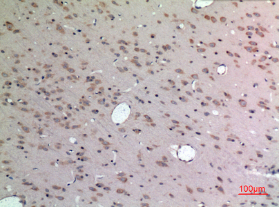 a02075 apln primary antibodyes ihc testing 1
