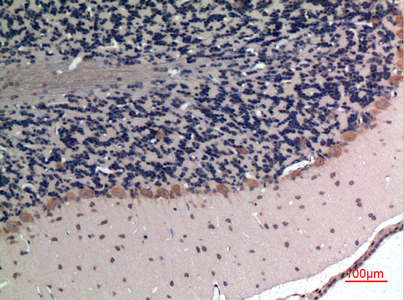 a02075 apln primary antibodyes ihc testing 3