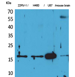a02075 apln primary antibodyes wb testing 4