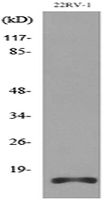 a02075 apln primary antibodyes wb testing 5